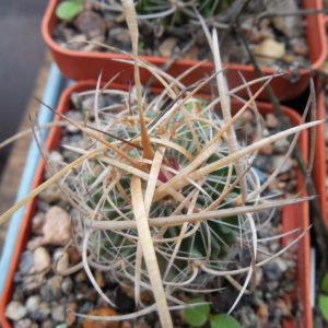 Echinofossulocactus  lloydii - довгі голки, селекція, відбір