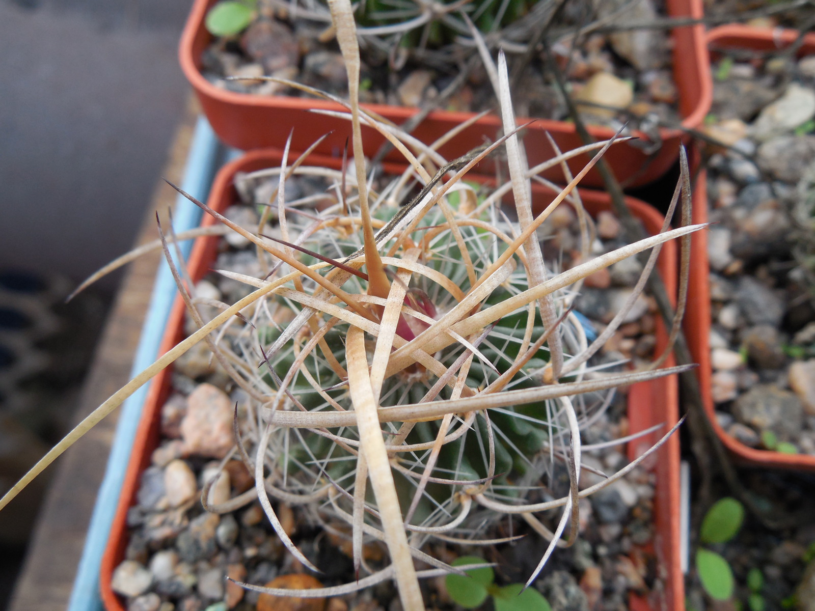 Echinofossulocactus  lloydii - довгі голки, селекція, відбір