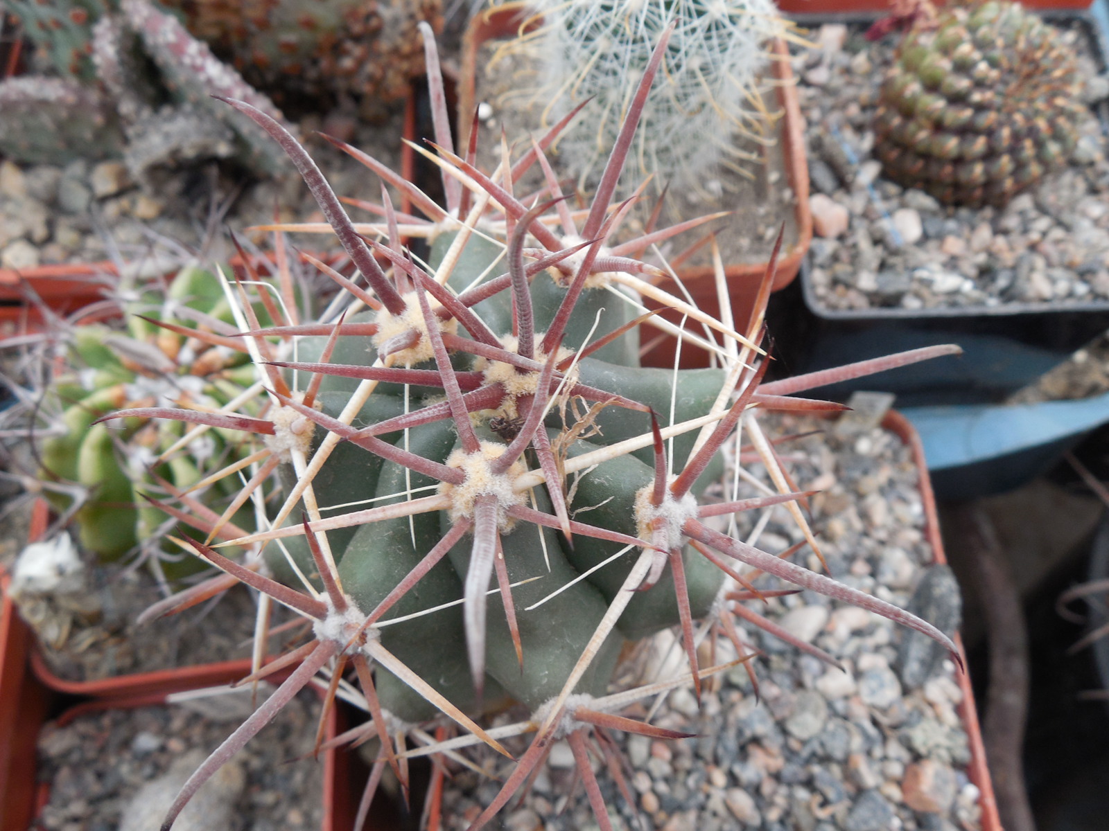 Ferocactus  santamaria - between Ciudad Constitution and san Carlos - Piltz -