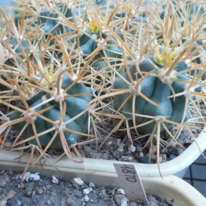Ferocactus chrysacanthus - Isla Cedros- MG -