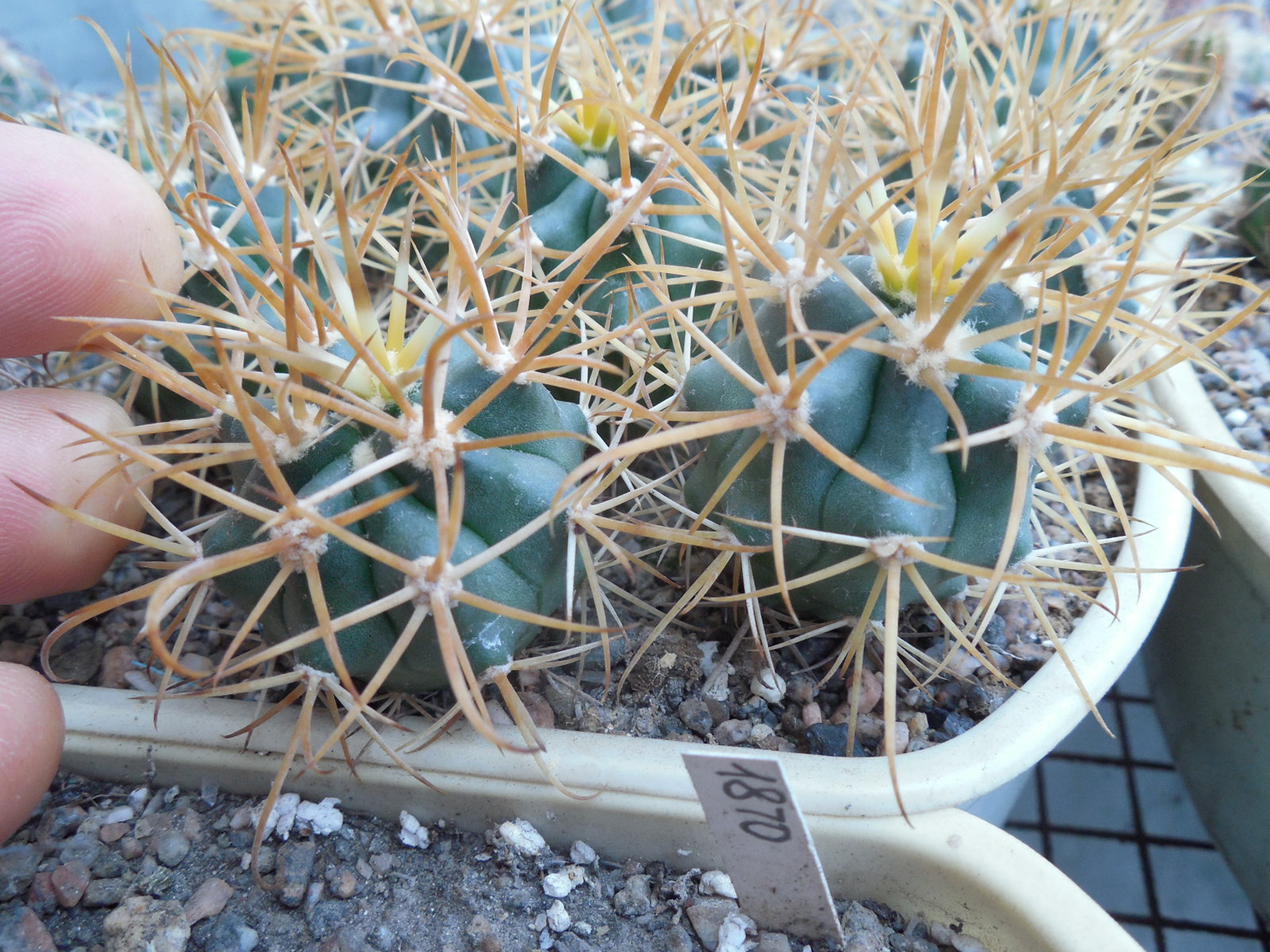 Ferocactus chrysacanthus - Isla Cedros- MG -