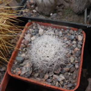 Neoporteria senilis