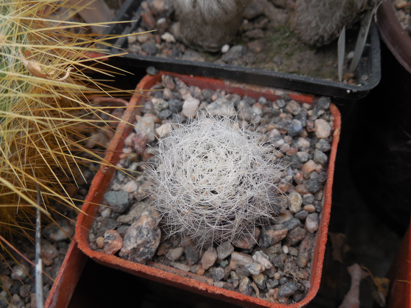 Neoporteria senilis