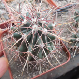 Ferocactus wislizenii - v.ajoensis - s - Gila Bend, Az. - super long spines - MG -