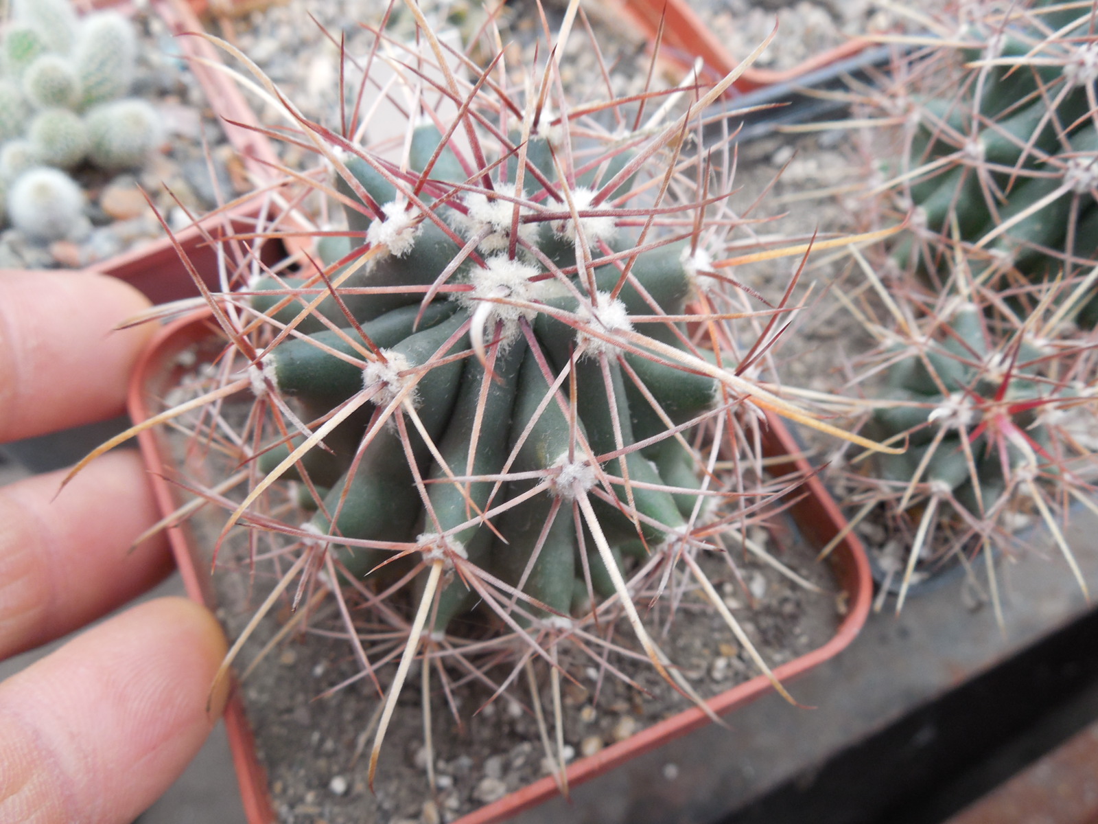 Ferocactus wislizenii - v.ajoensis - s - Gila Bend, Az. - super long spines - MG -