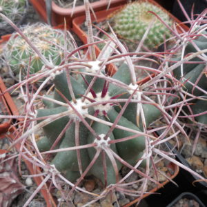 Ferocactus acanthodes - Kohres -