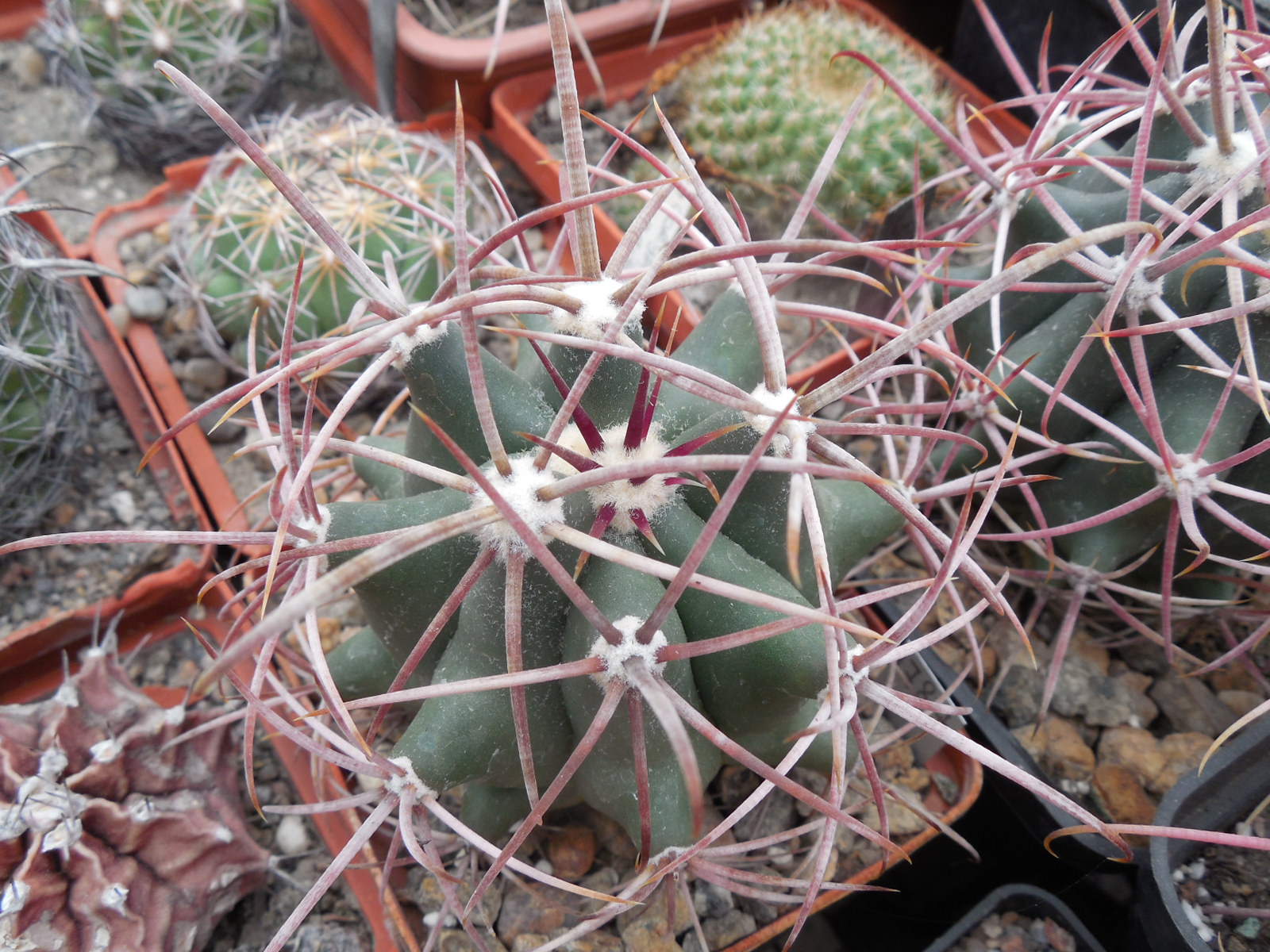 Ferocactus acanthodes - Kohres -