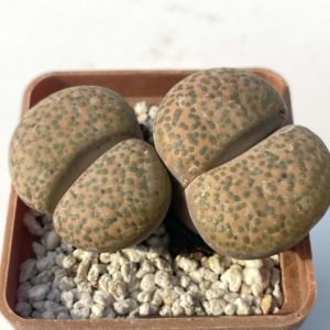 Lithops fulviceps