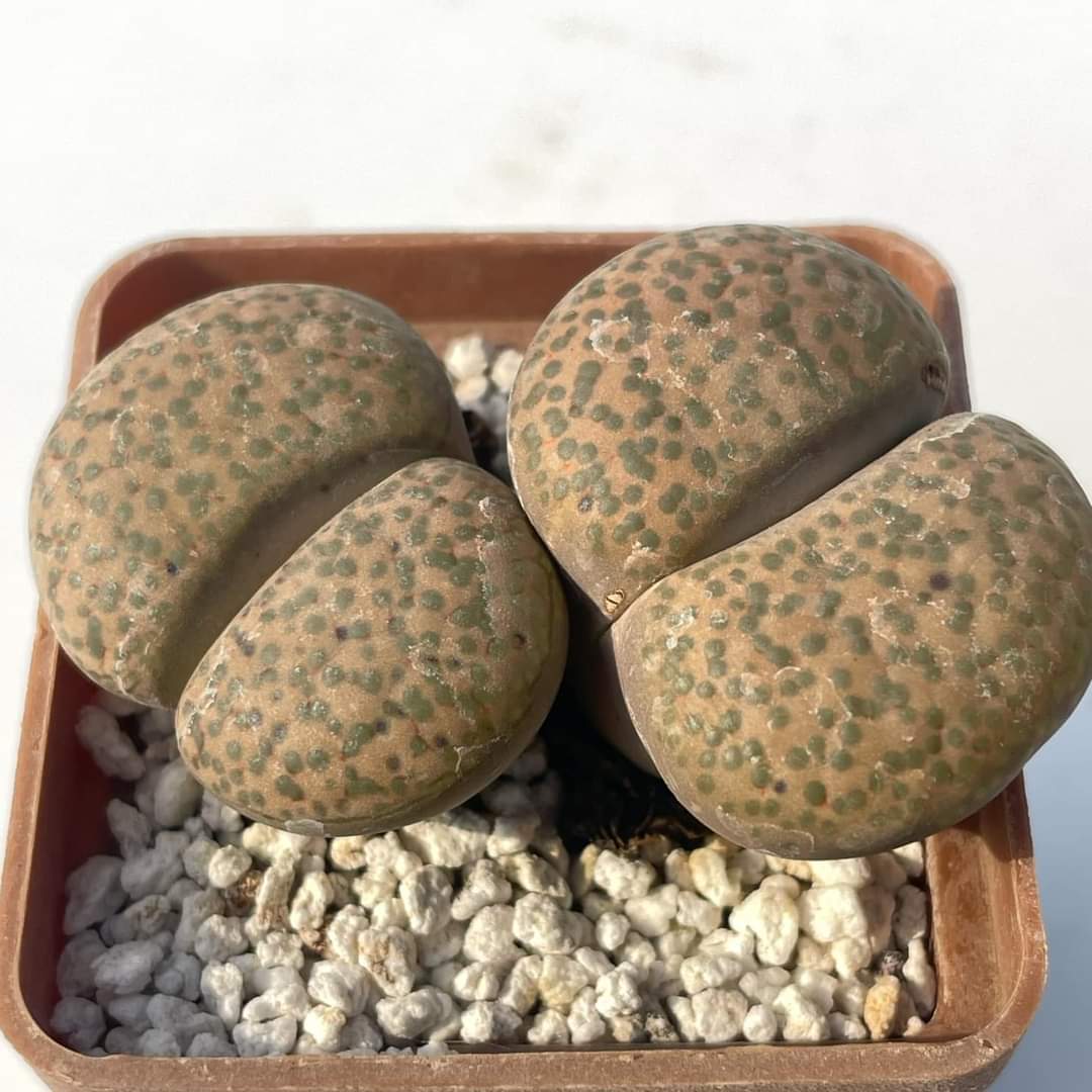 Lithops fulviceps