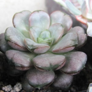 Echeveria     amethorum