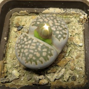 lithops salicola reticulata