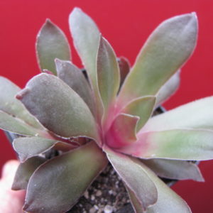 Crassula rosularis