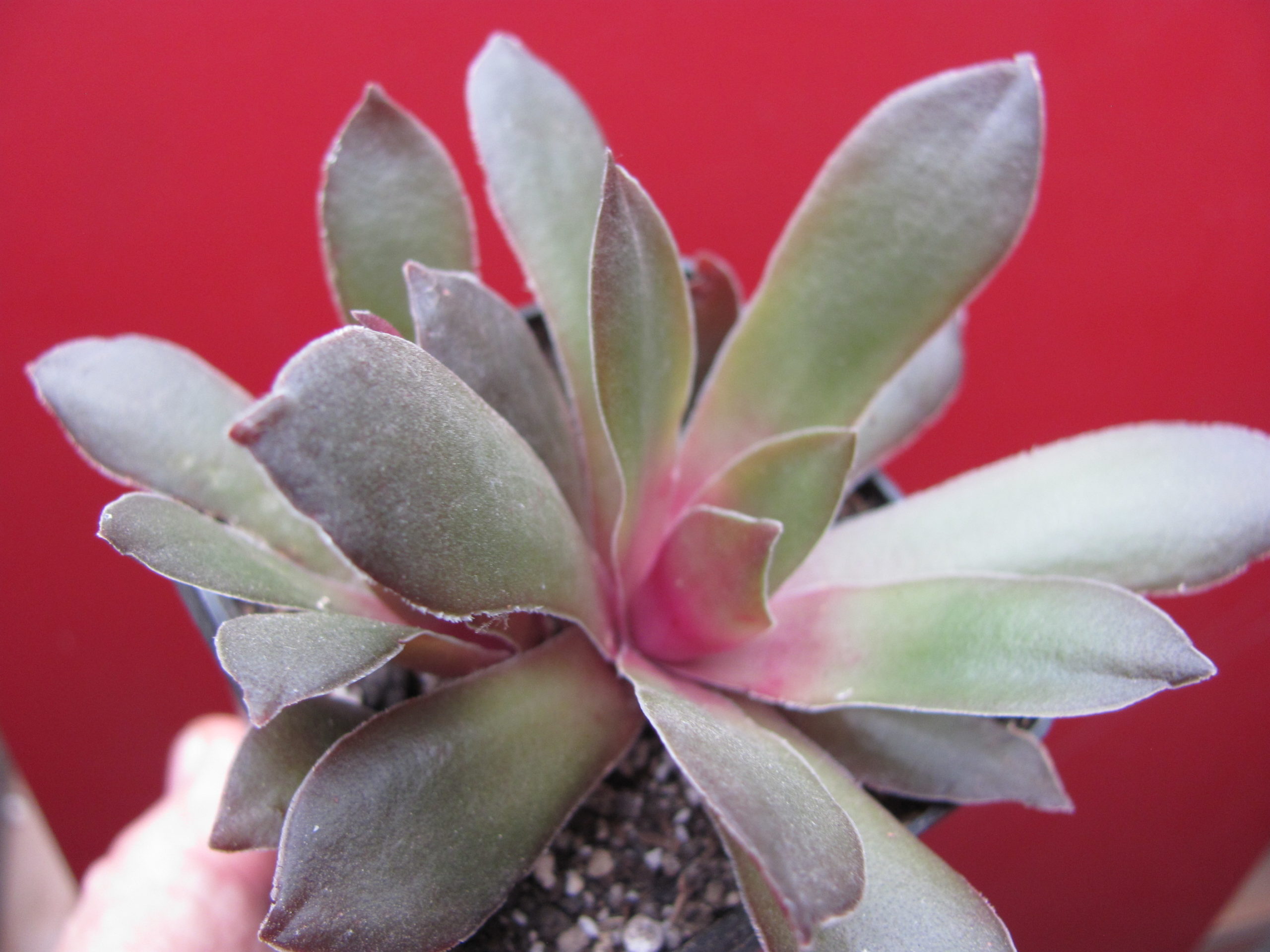 Crassula rosularis