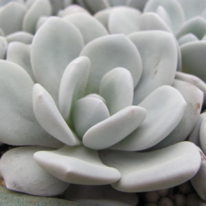 Echeveria   laui