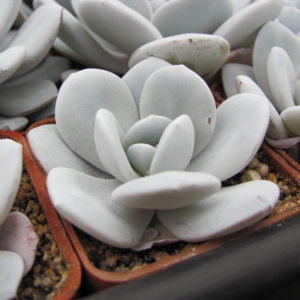 Echeveria   laui