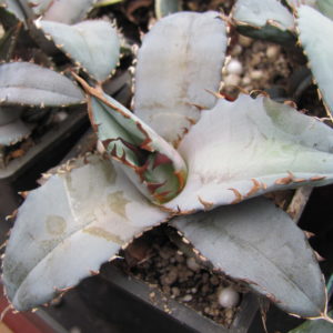Agava   titanota     Blue