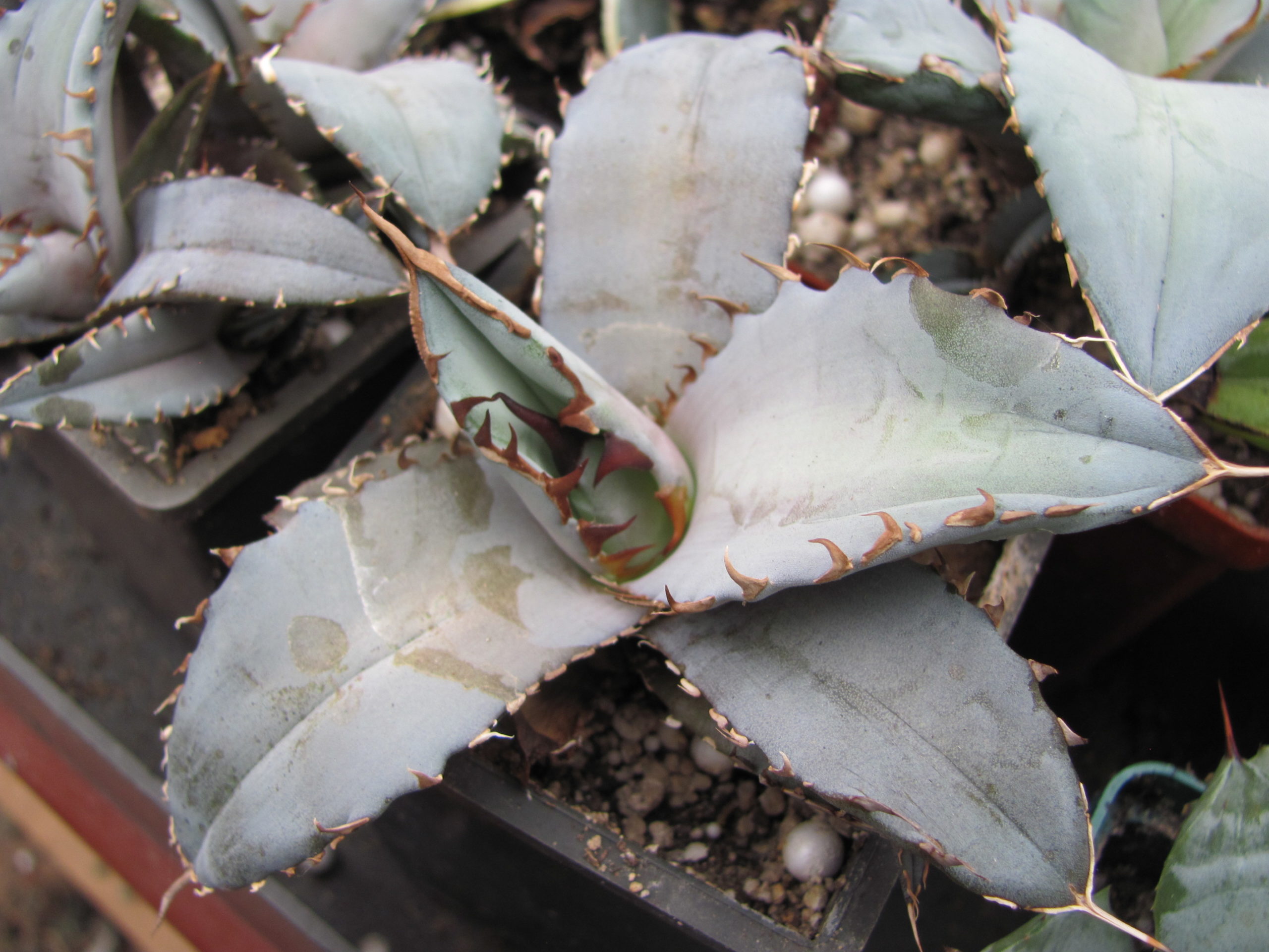 Agava   titanota     Blue
