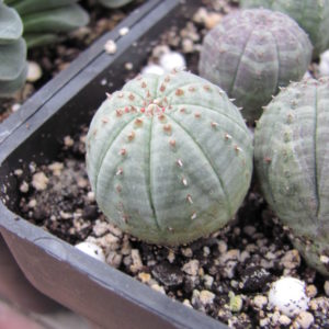 Euphorbia     simmetrica