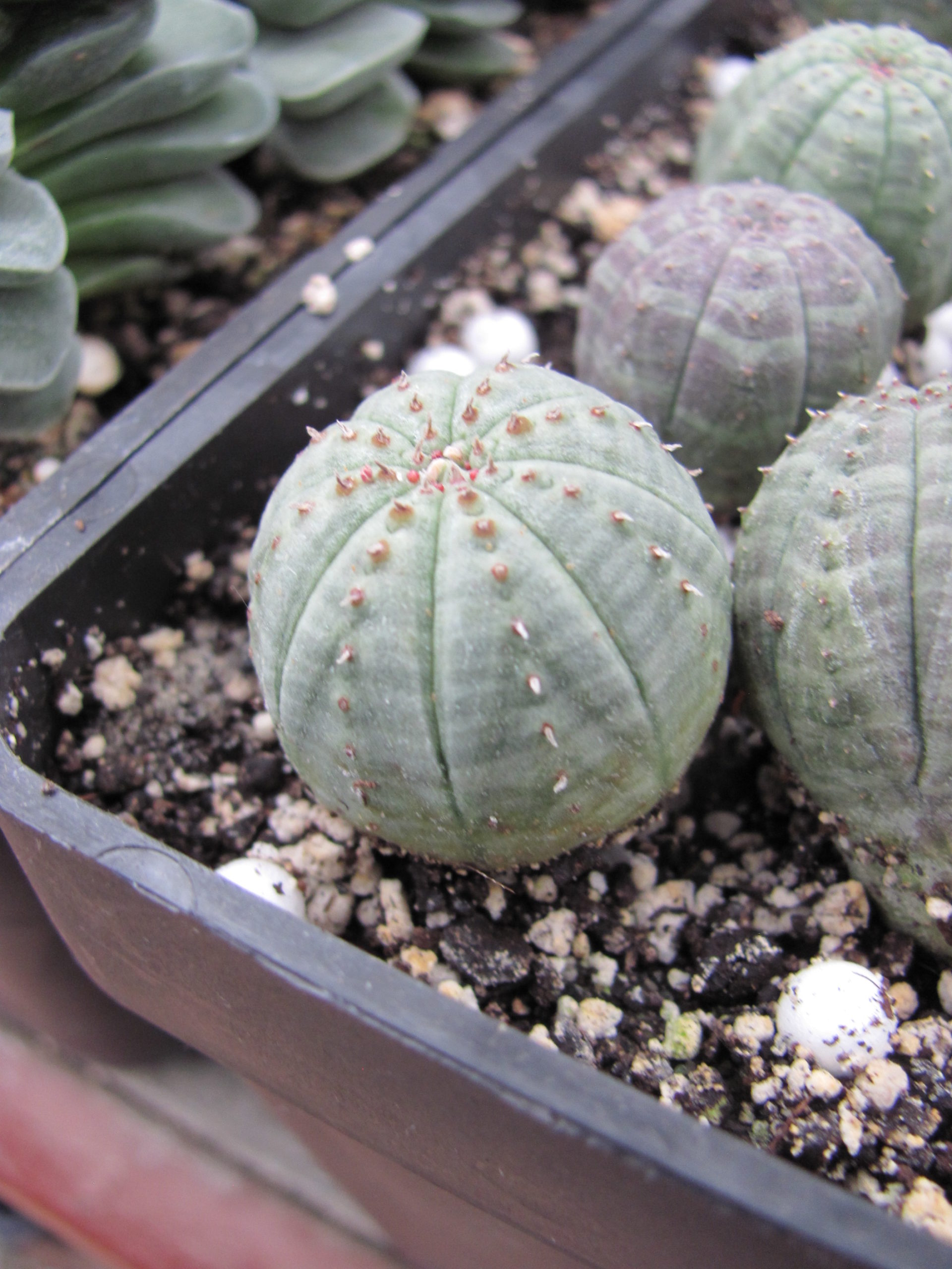 Euphorbia     simmetrica