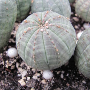 Euphorbia    simmetrica