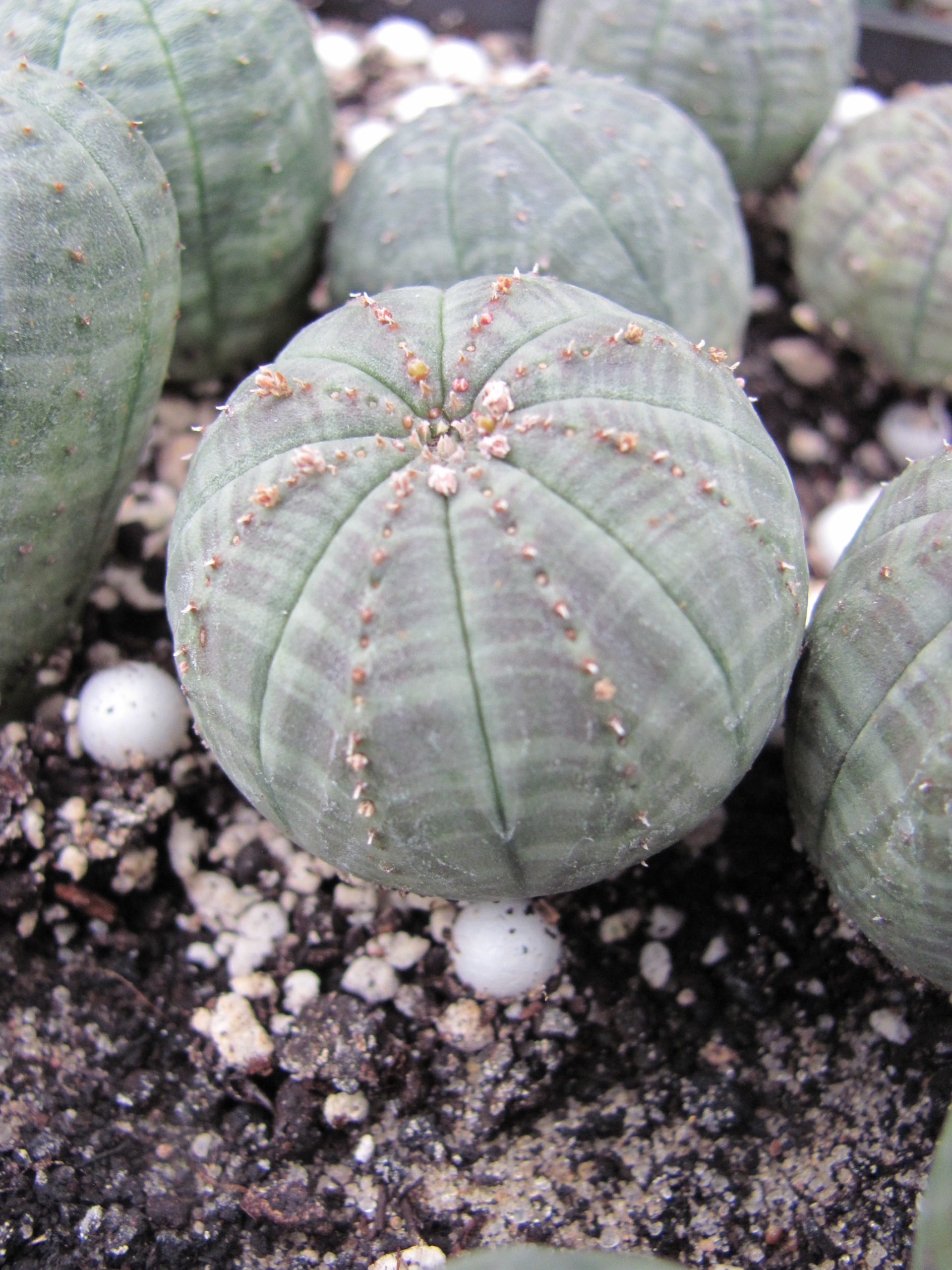 Euphorbia    simmetrica
