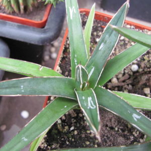 Agava     victoria  reginae      minor