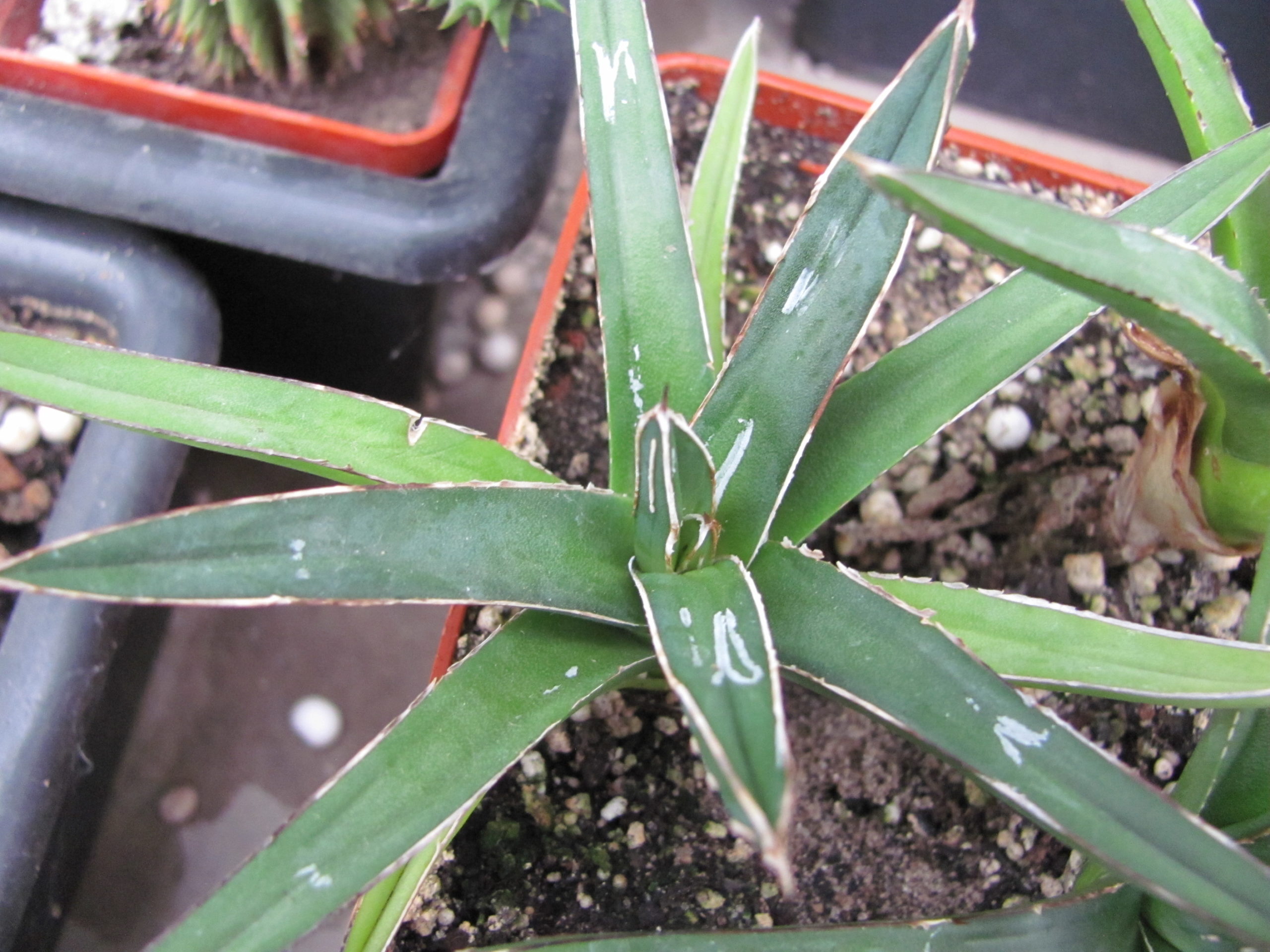 Agava     victoria  reginae      minor