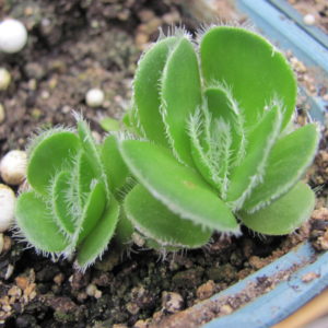 Crassula    tomentosa   glabrifolia