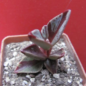 Lenophyllum    guttatum   variegata