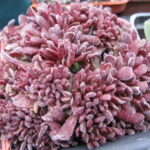 Crassula pubescens