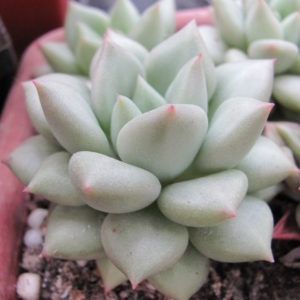 Echeveria    Van  Keppel