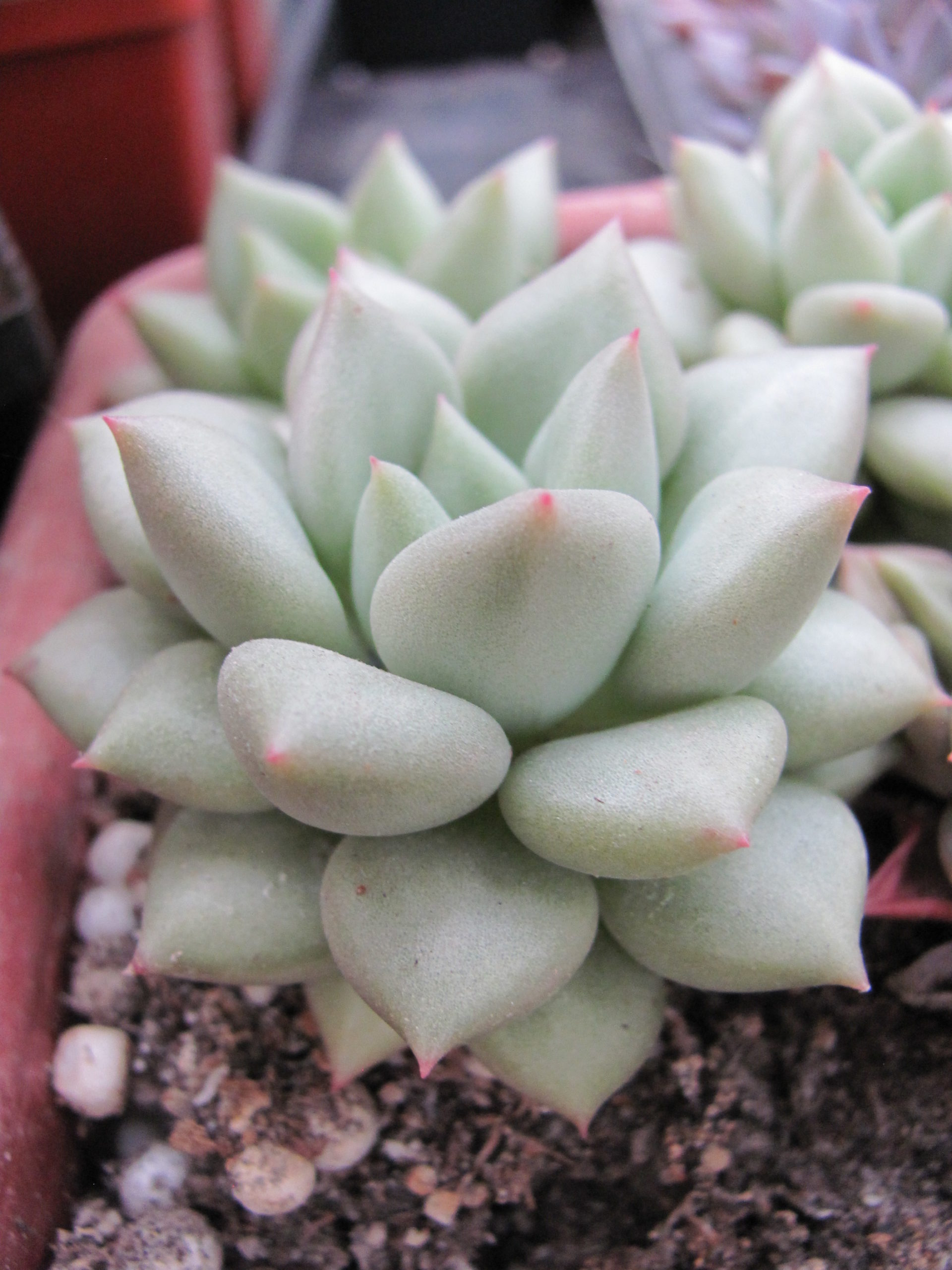 Echeveria Van Keppel