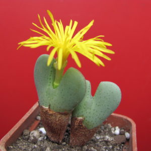 Conophytum   muscosipapellatum