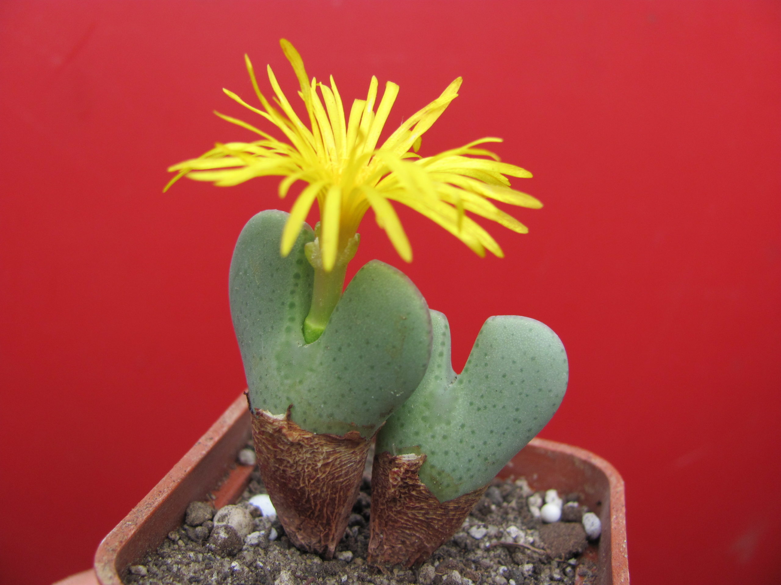 Conophytum   muscosipapellatum