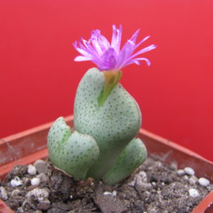 Conophytum  taylorianum  ernianum