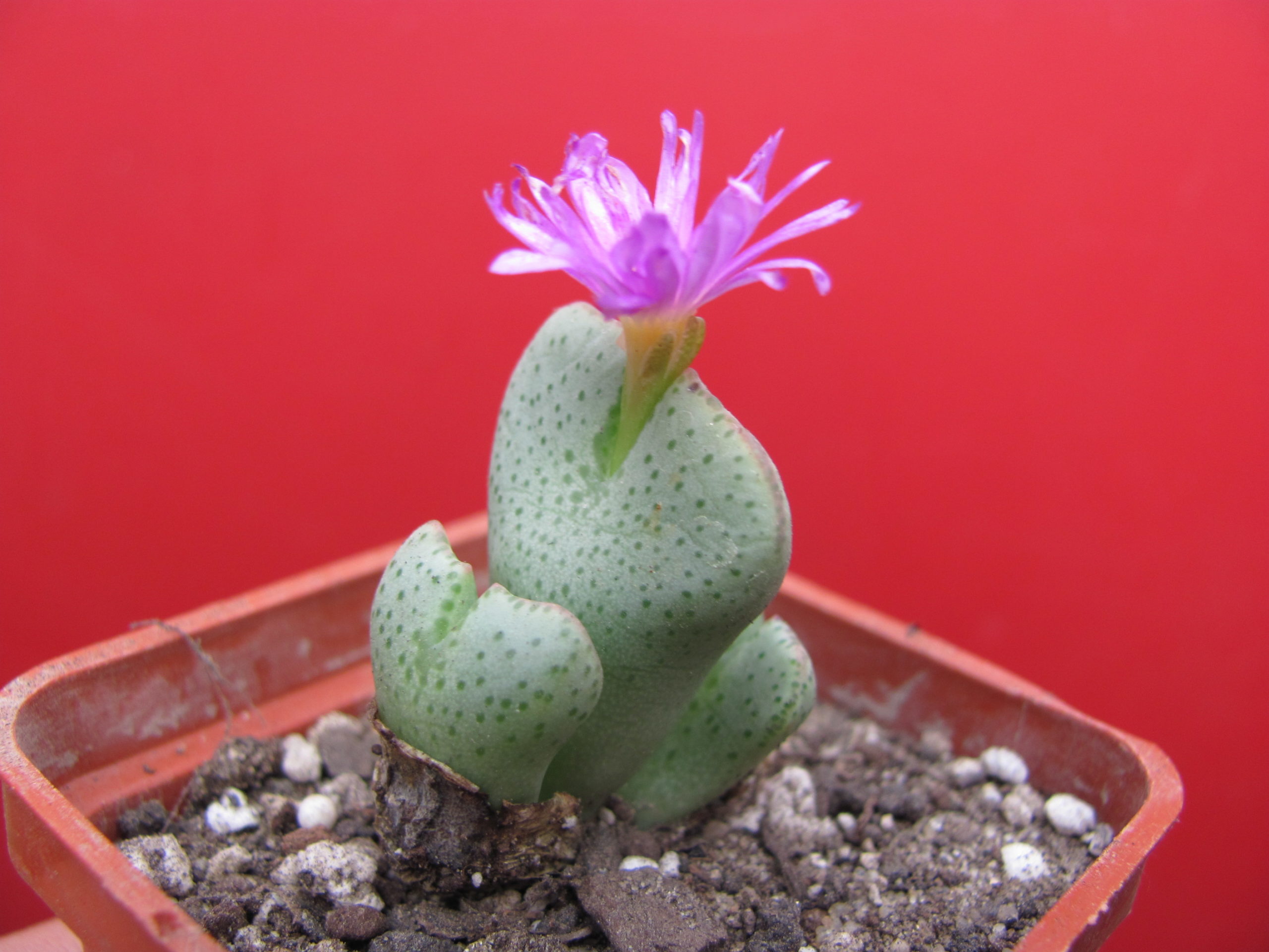 Conophytum  taylorianum  ernianum