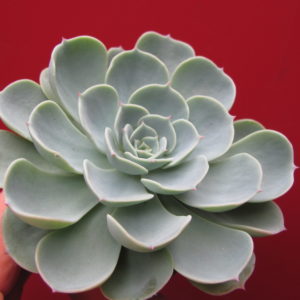 Echeveria    Compton   Carousel    *Green*