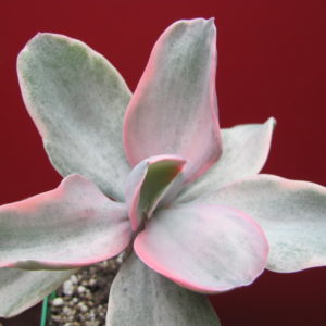 Echeveria   Metallica   Decora
