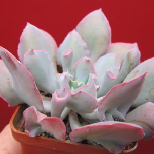 Echeveria    Trumpet   Pinky