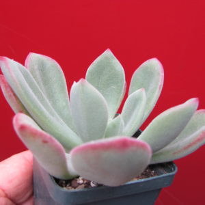 Echeveria     pulvinata    hybr.