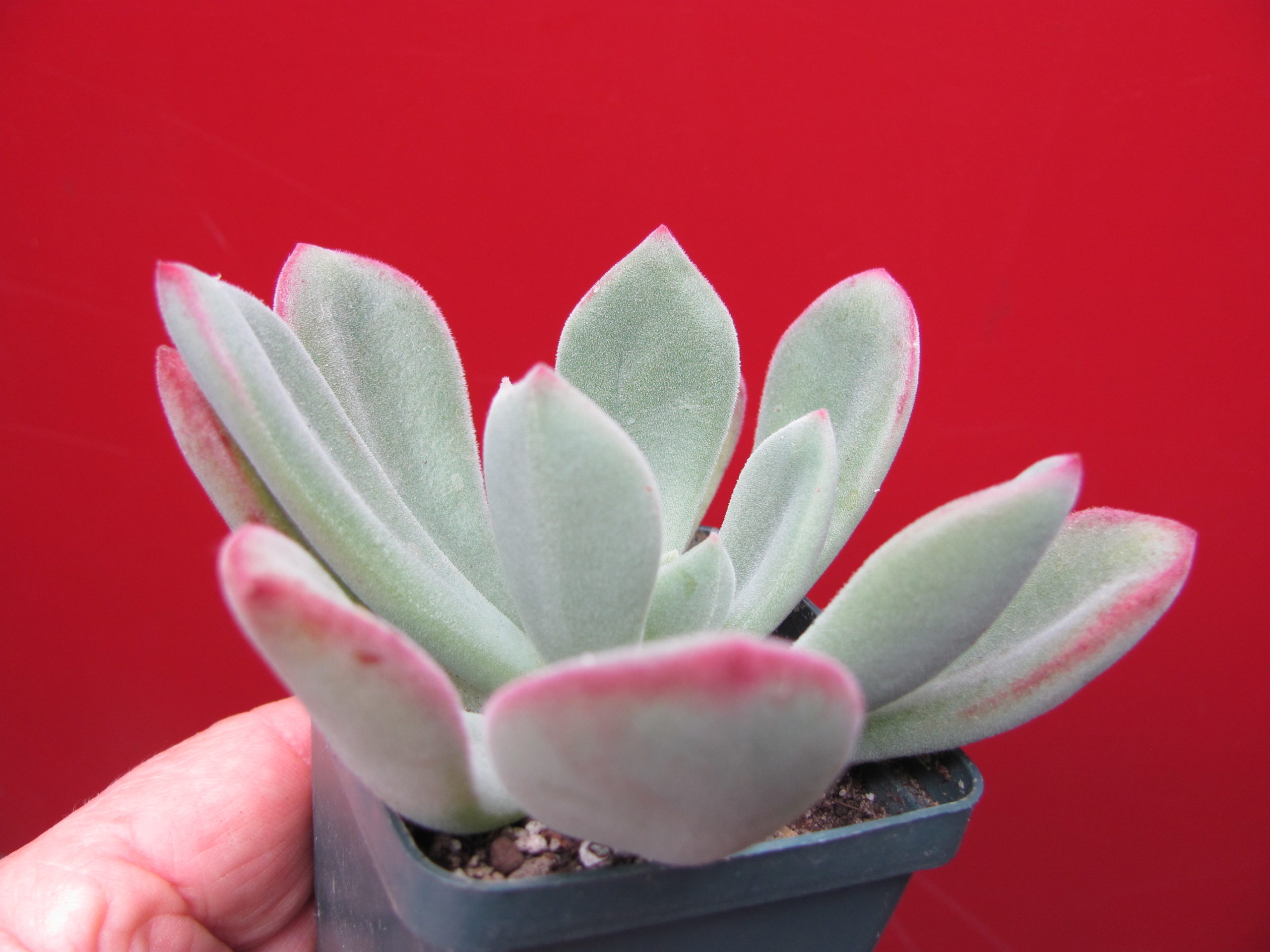 Echeveria pulvinata hybr.