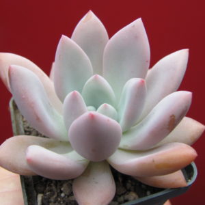 Pachyveria    Opalina