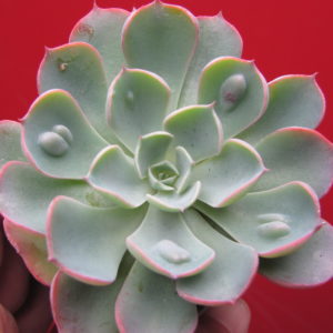 Echeveria     Raindrops