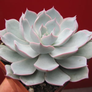Echeveria    subsessilis