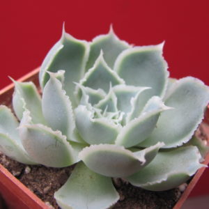 Echeveria   Laguna    Sanchez