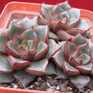 Echeveria    purpusorum    hybr.      3 разом