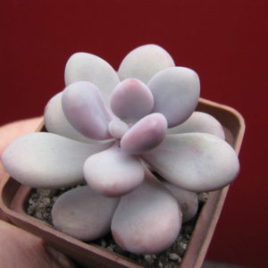 Pachyphytum   Pink