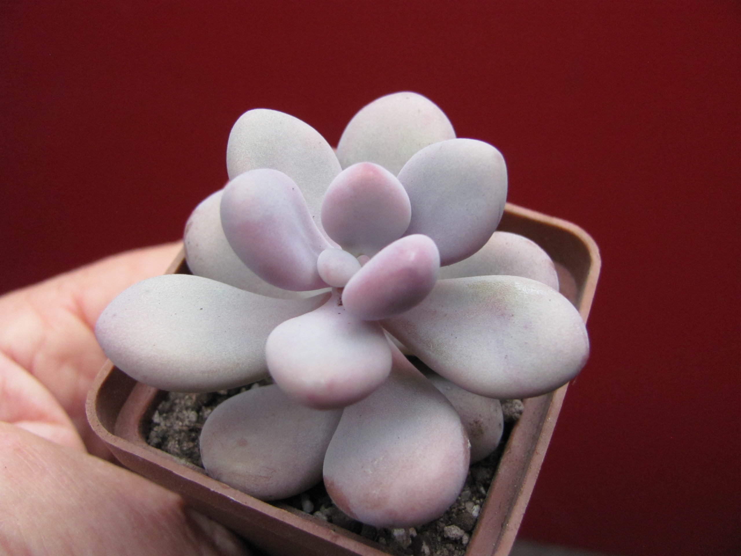 Pachyphytum Pink