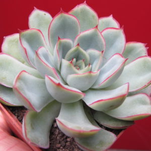 Echeveria    hybr.