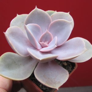 Echeveria    Perle  von   Nurnberg